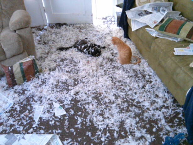 Коты и Кошки