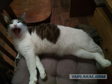 Котовторник  10.10.2017