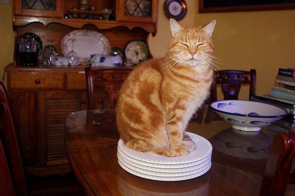 Коты и Кошки