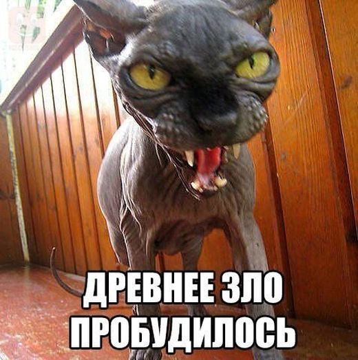 Коты и Кошки