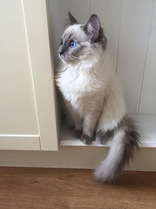 Котовторник  05.12.2017