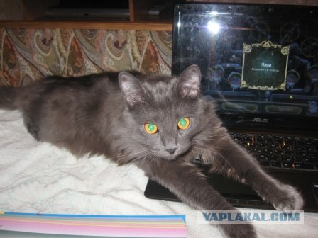 Кошкино счастье.
