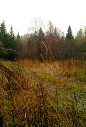 Волшебные грибочки