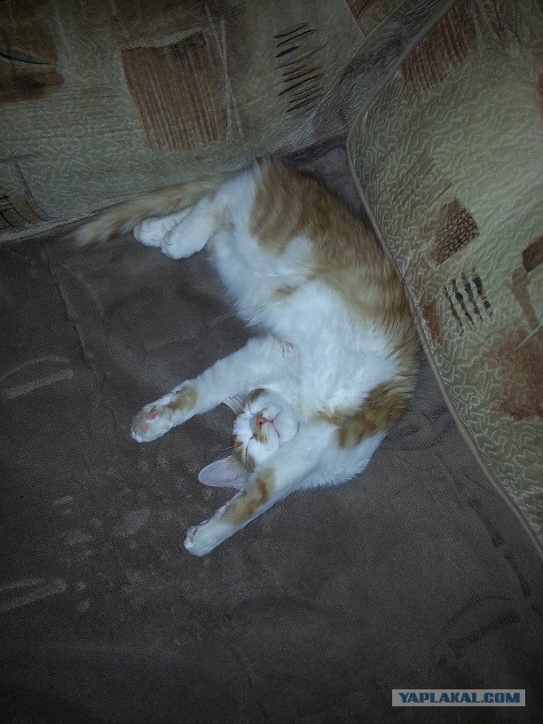 Фотобомбы котов