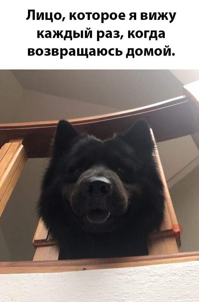 Живность из сети
