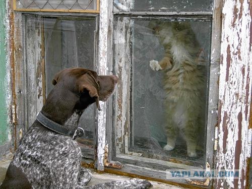 Котовторник на ЯПлакалъ (03.06), котята (31 шт)