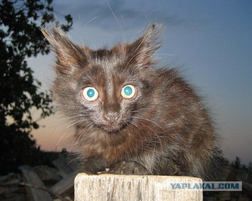 Котовторник на 03.02.2009