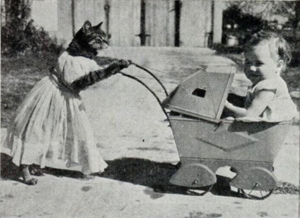 Котовторник на 6 июля