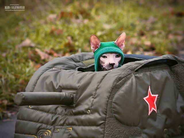 Боевые коты