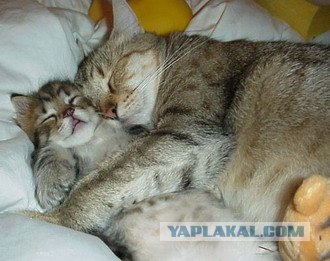 Котовторник. А как же?!