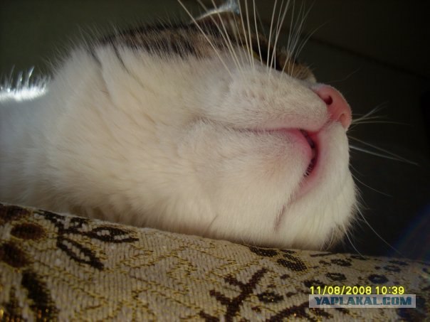 Котейкин вторник! Космический 12.04!