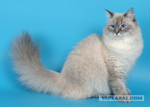 Эпический Котовторник!