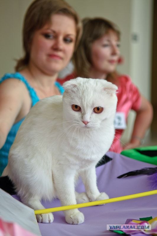 Котовторник на середину июня