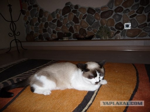 Состоятельный котовторник
