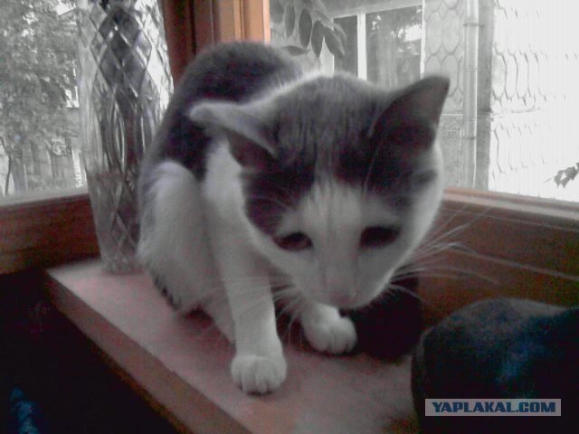 Котовторник с Кузей