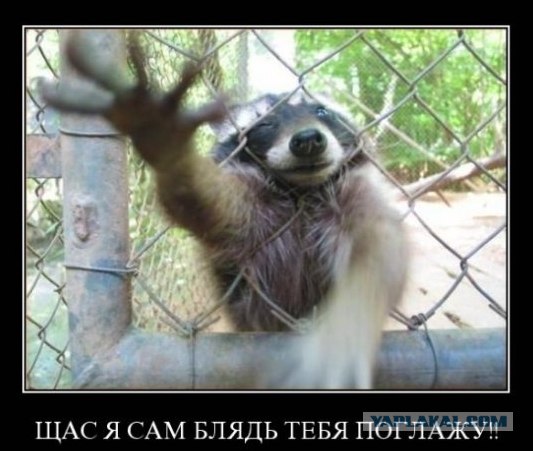 Как работают банды енотов в Монреале