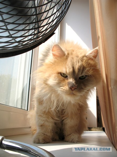 Котовторник 24.04.2012