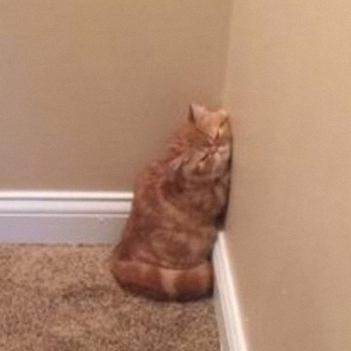 Прикольных котов пост