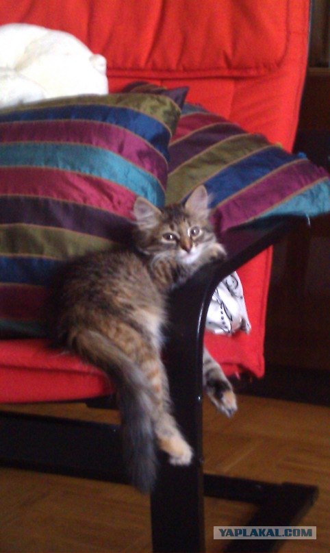 Котовторник  4.09.12