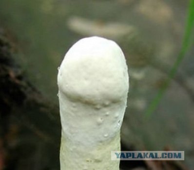 Угадайки