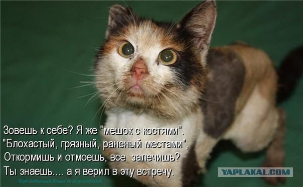 Глубокий сон кота, который чувствует себя в полной безопасности
