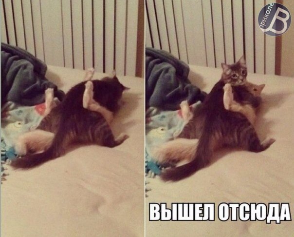 Древние мемы с ВК. Для тех кто забыл #3