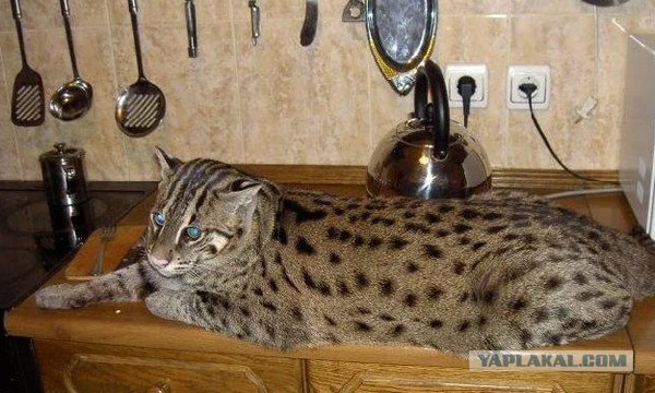 Когда котик не даёт спать и мурлычет