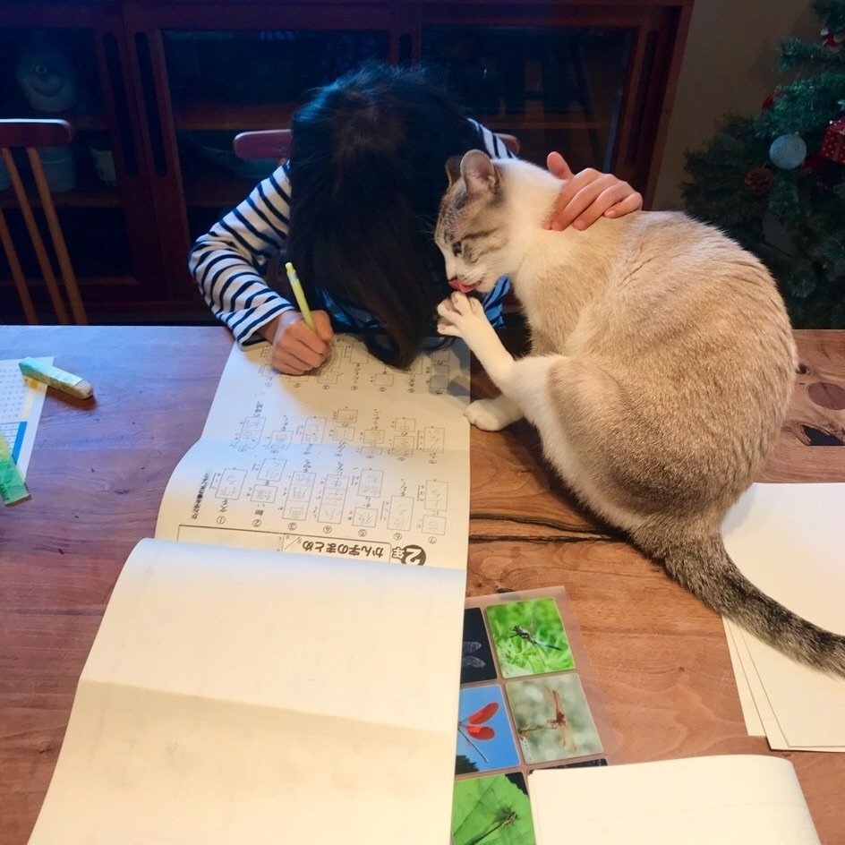 Кот который помогает. Помоги коту. кот выходит из комнаты фото.