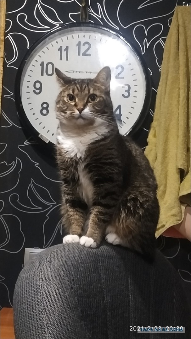 Даешь котовторник!