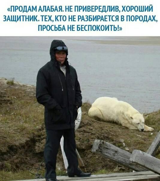 Алабай: некоторые недостатки древней породы, о которых вряд ли расскажут в питомнике