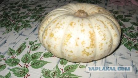 Снова тыква