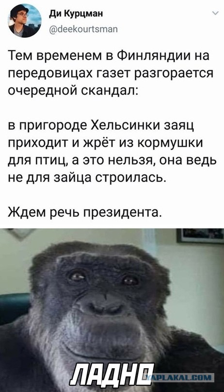Весёлый полтишок 05.03
