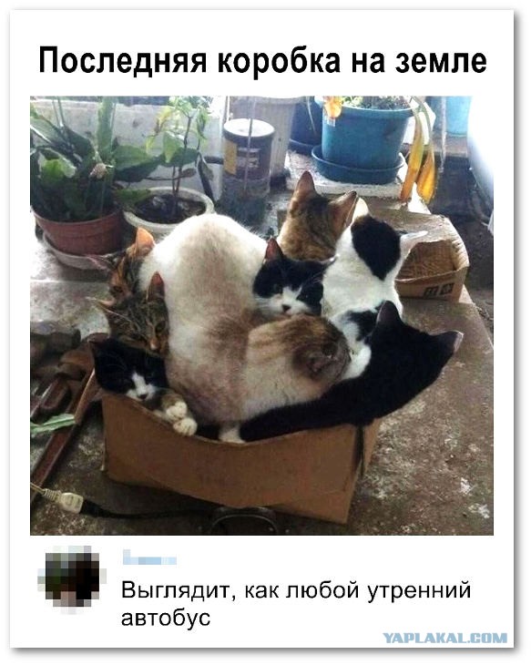 Забавные и смешные картинки на котовторник