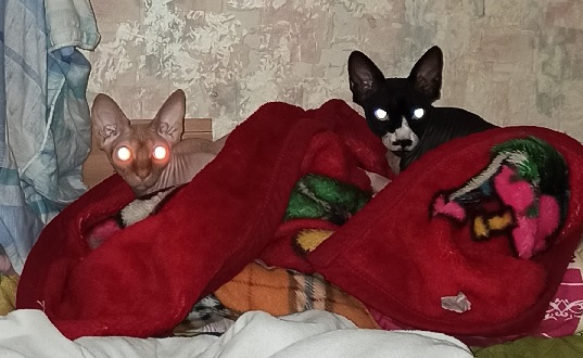 Котодракула
