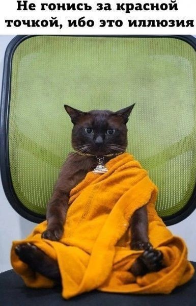 Его зовут Кот