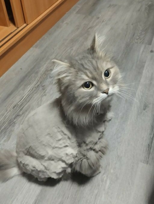 Когда кот не любит расчесываться