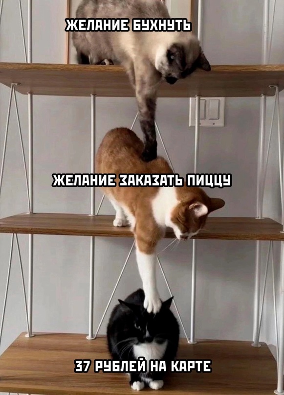 Весёлый полтишок 04.03.24