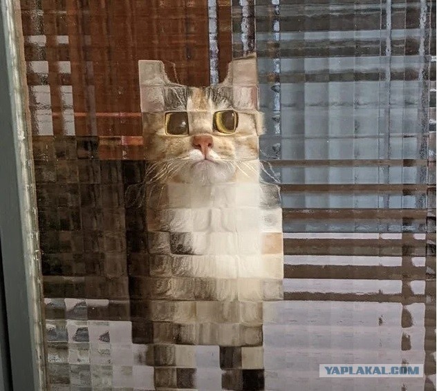 Картина. Кот за дверью