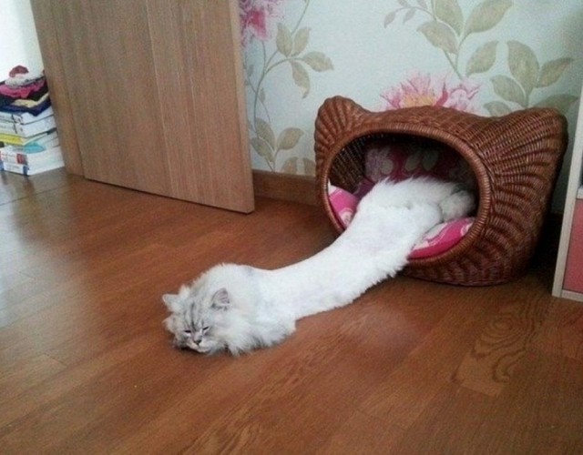 К котовторнику: подборка картинок-баянов с котиками и про котиков. Выпуск 12