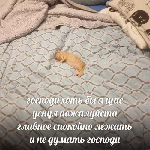 Картиночки, баянчики 21 февраля