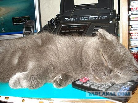 Котейка, который не знает как лежат котейки