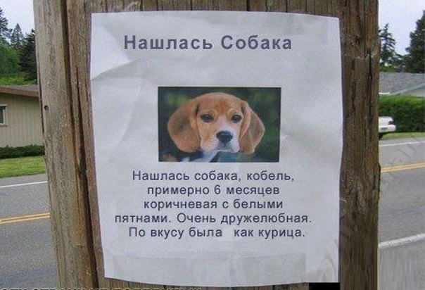 Как найти потерянную собаку