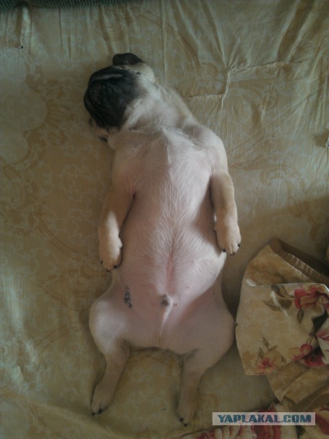 В мире животных