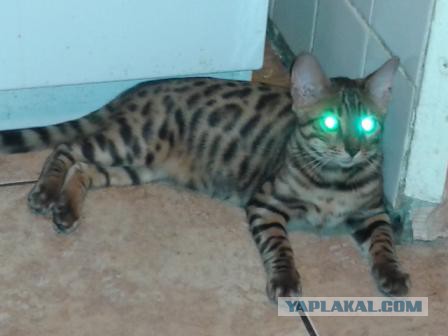 Котовторник 23.09.2014.