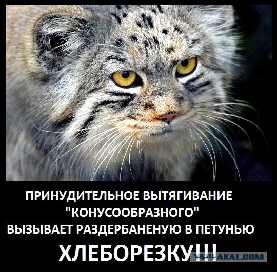 Что-то с кошкой