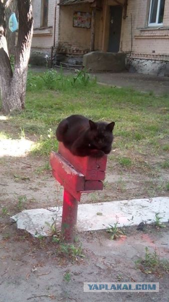 Котовторник