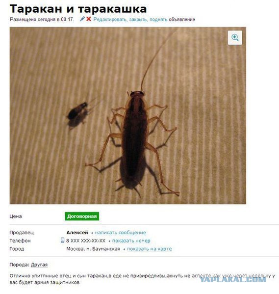 30 самых умопомрачительных объявлений с Авито