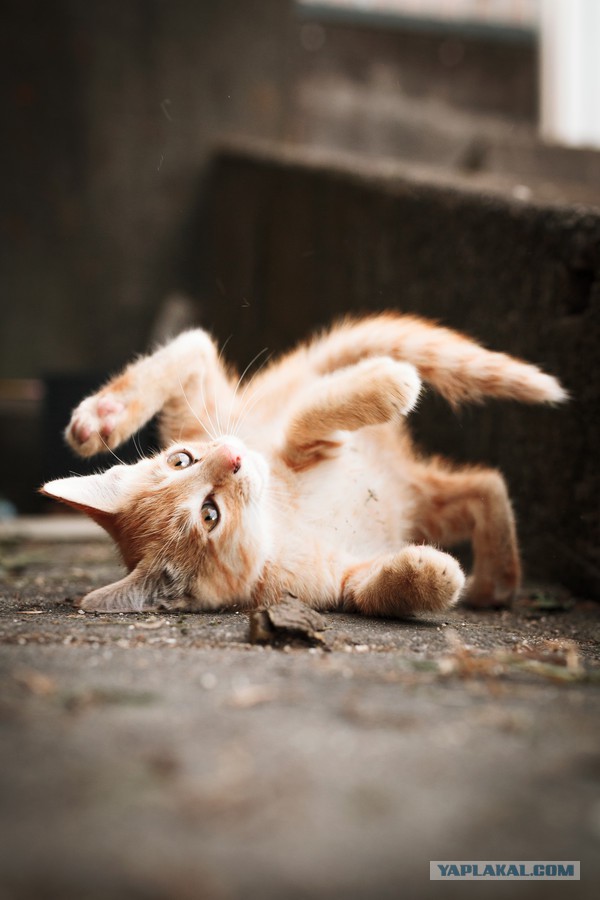 Котовторник 25.08.2015