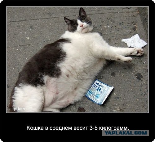 Интересные факты о кошках