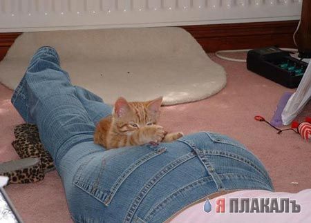 КОШКИ и ХОЗЯЕВА, подбрка картинок